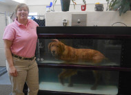 Pet Rehabilitation Therapies in Granger