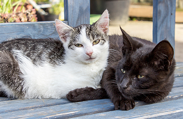 Pet Vaccinations in Granger