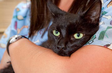 Learn About Kryder Veterinary Clinic