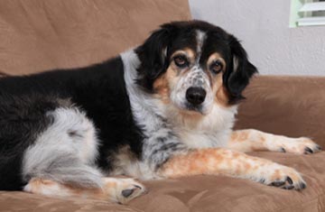 End of Life Care For Your Pets With The Staff at Kryder Veterinary Clinic