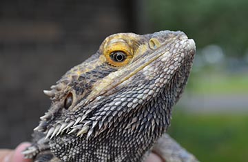 Pocket & Exotic Pet Care From The Staff of Kryder Veterinary Clinic