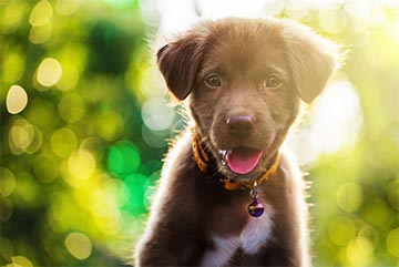 Heartworm & Parasite Preventive Care at Kryder Veterinary Clinic