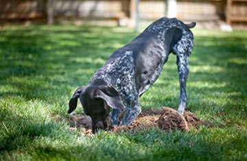 Pet Behavior Counseling From The Staff at Kryder Veterinary Clinic
