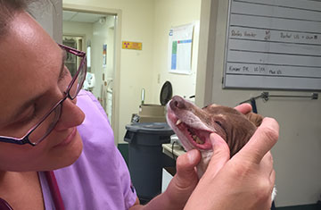 Pet Dental Care in Granger