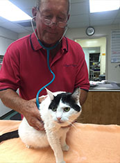 Pet Preventive Care at Kryder Veterinary Clinic