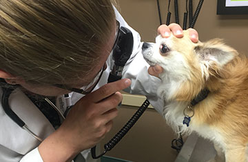 Pet Wellness Care With Kryder Veterinary Clinic
