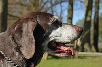 Senior Pet Care at Kryder Veterinary Clinic