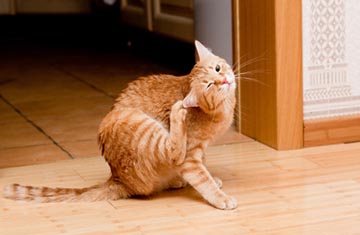 Pet Dermatology & Allergy Testing at Kryder Veterinary Clinic