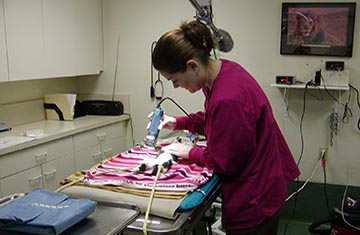 Veterinary Surgery Services Available at Kryder Veterinary Clinic