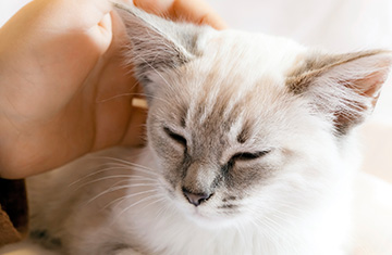 South Bend Animal Hospital
